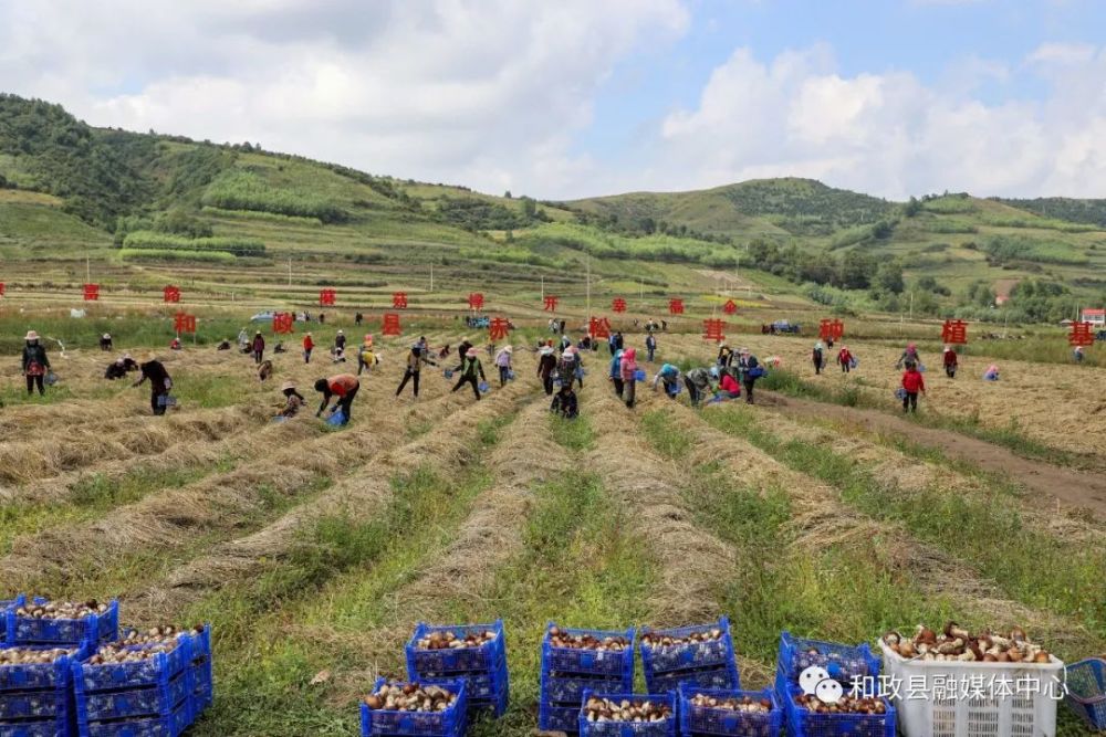 "进入六月,和政县松鸣镇狼土泉村田间地头里热闹非凡,由临夏州夏润