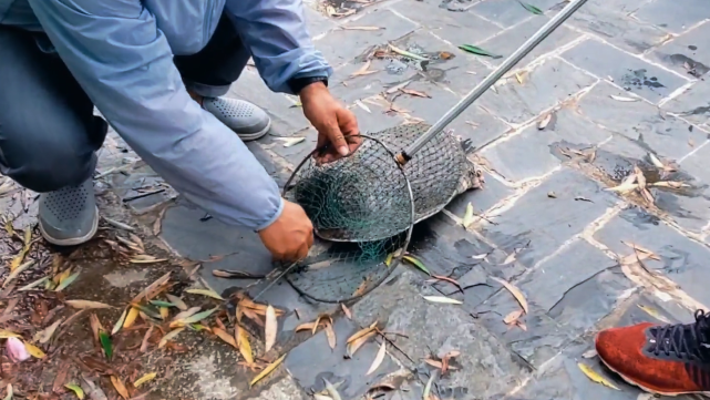 湘江"老鳖"浮头换气,瞬间被岸边男子甲鱼枪打中,路人想500买