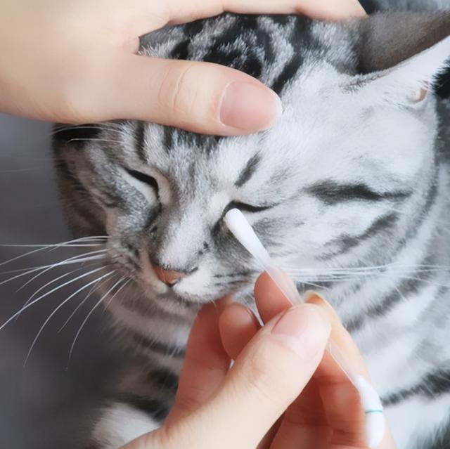 一些猫会出现鼻泪管堵塞的现象,导致猫咪流泪频繁,泪痕严重.