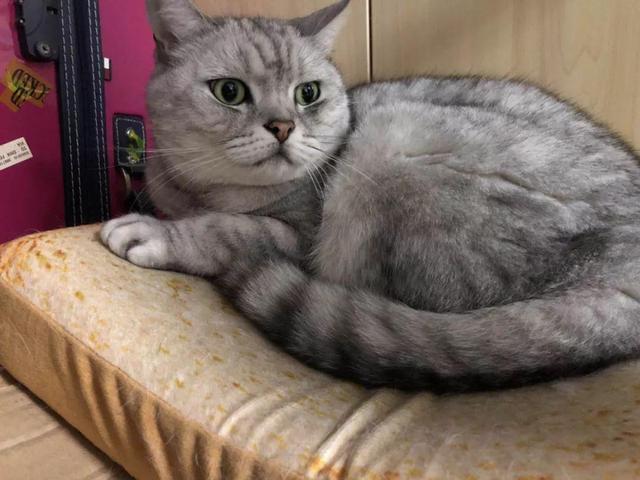 美国短毛猫发腮吗美短发腮吃什么