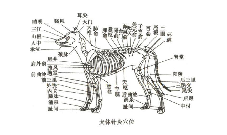 他们说外国人体质不适合中医,却给狗做针灸喂草药_腾讯新闻