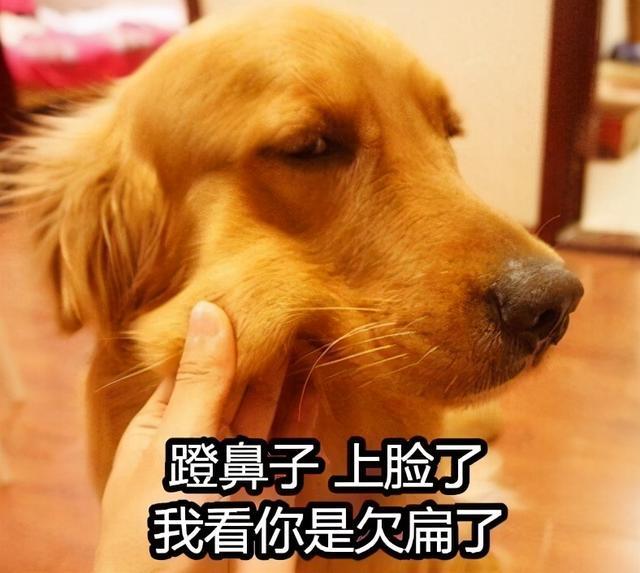 狗狗这些欠揍行为宠主千万不能惯着