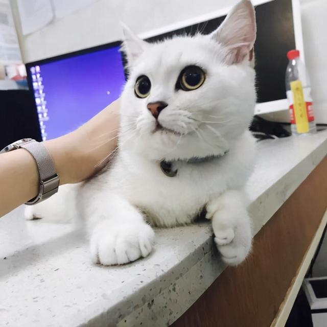 银渐层猫吃什么会长胖?如何把银渐层养胖!