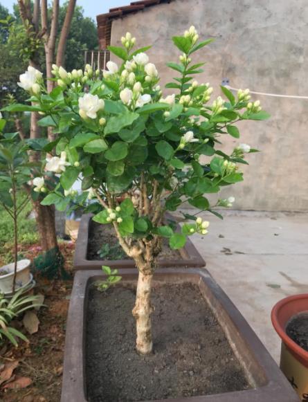 9月养茉莉花,花盆里掺一点"它",枝繁叶茂,开花又大又香