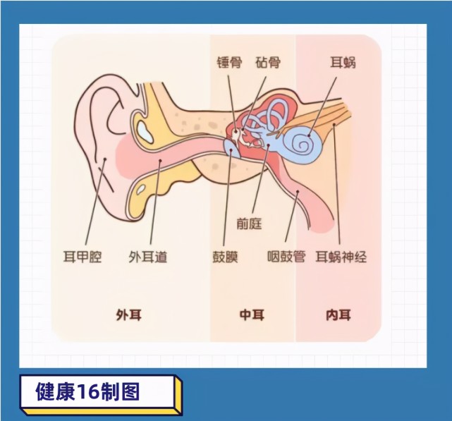 中耳包括乳突,鼓室和听小骨,中耳的主要作用是将空气中的声波震动