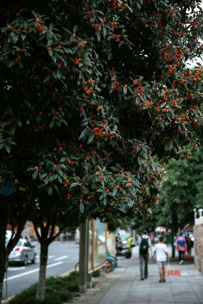 喝桂花茶,逛桂花街,吃桂花糕,饮桂花酒 桂花,成都秋天的限定记忆