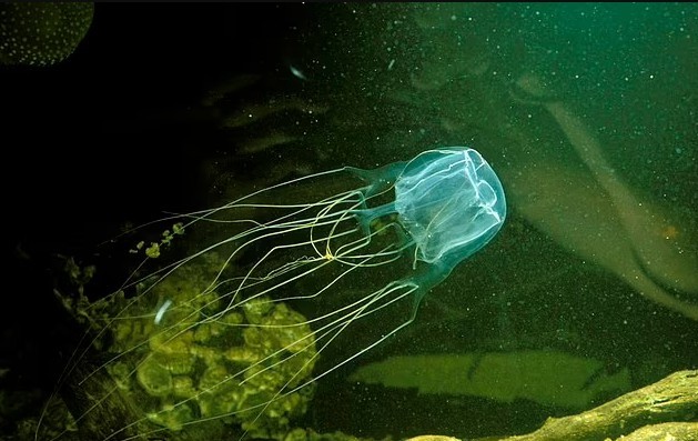 澳男海中抓起透明水母狂晃网友看后吓坏世界最毒