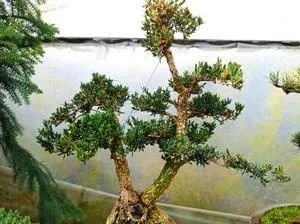 注意这几点,小叶黄杨盆景更美,你做对了吗