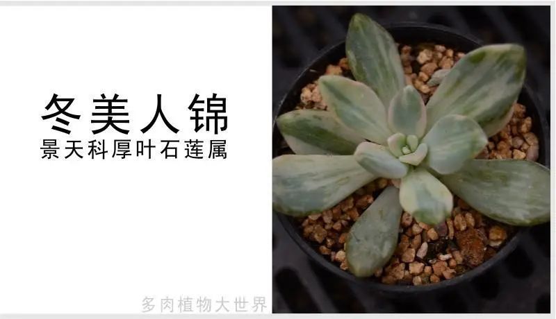 "冬美人锦"景天科厚叶石莲属多肉植物,出状态色彩好看