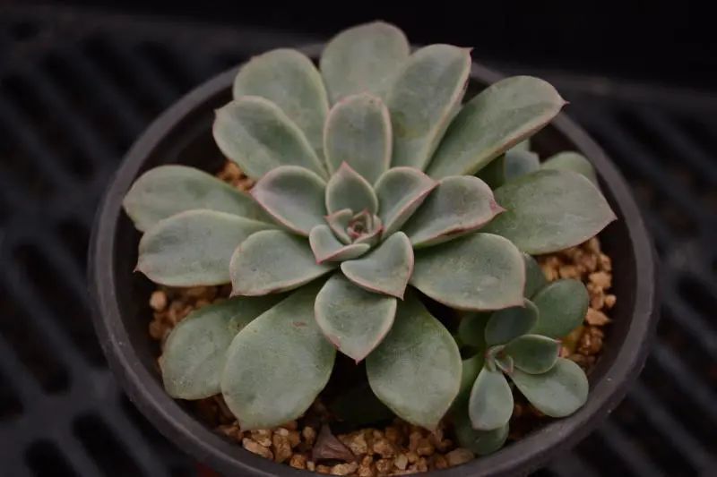 "奇幻喷泉"景天科拟石莲花属多肉植物,中型种,异形叶内凹