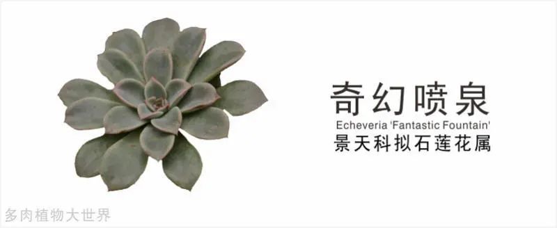 "奇幻喷泉"景天科拟石莲花属多肉植物,中型种,异形叶内凹