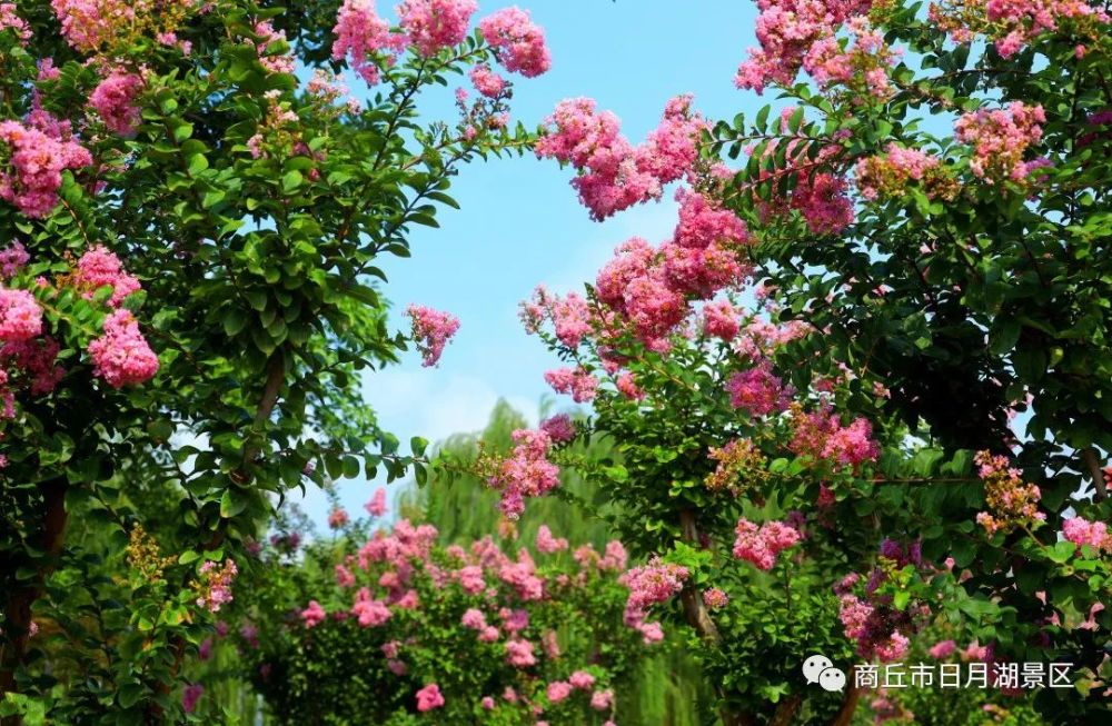 商丘市日月湖景区紫薇花霸屏上线!