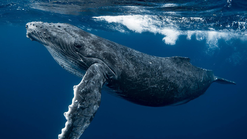 盘点地球上最大的10种鲸鱼,座头鲸仅排第7,蓝鲸一天要