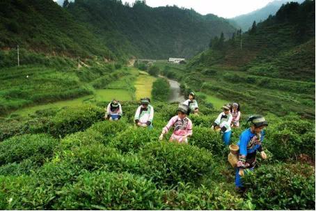 保靖黄金茶,湘西山窝窝里飞出了"国"字号示范区