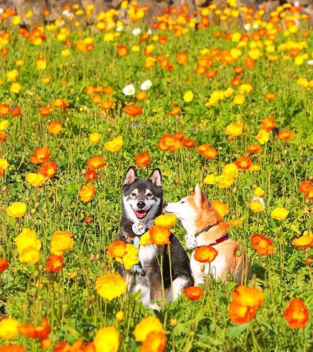 一看就舒心的图片-治愈