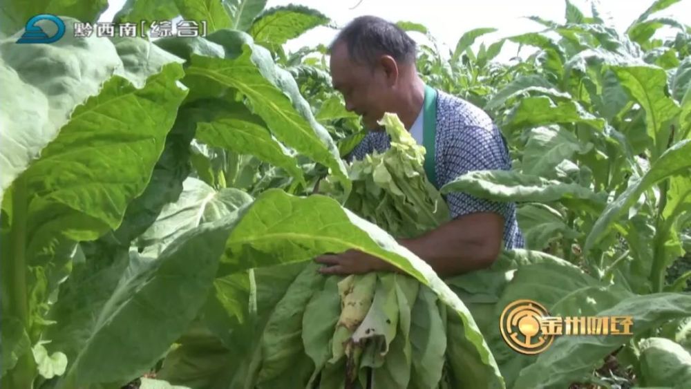 充分利用500亩以上坝区种植优质烤烟品种,推行烤烟规模化种植,标准化