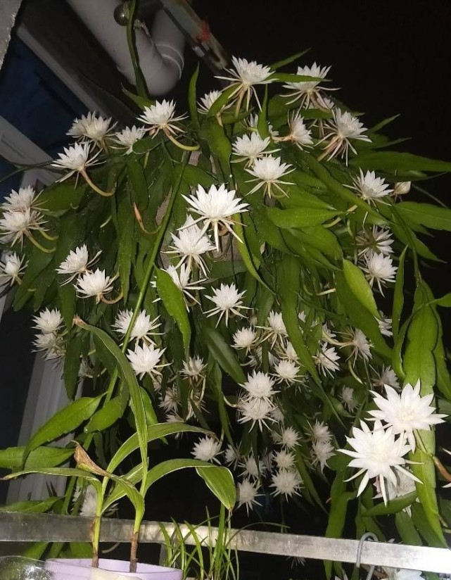 新型室内盆栽—小叶昙花,耐阴好养,每年花开多次,花朵