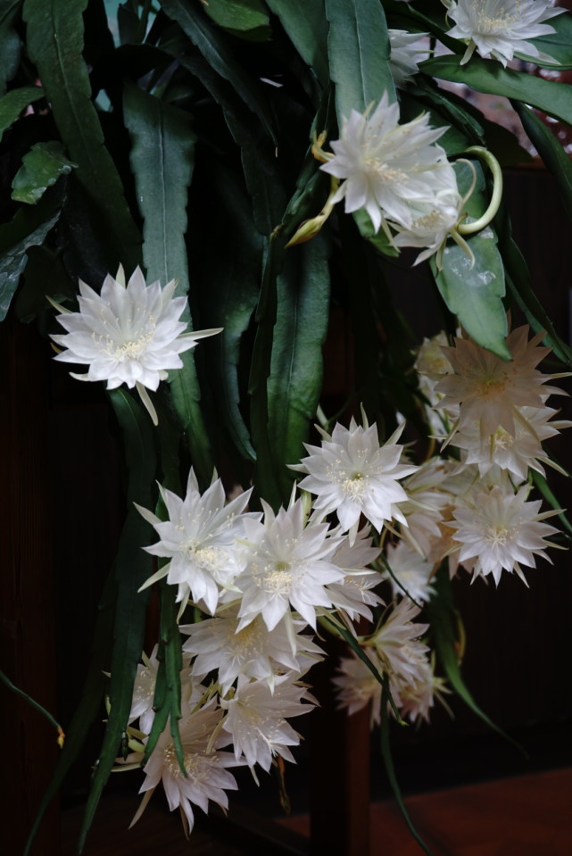 新型室内盆栽—小叶昙花,耐阴好养,每年花开多次,花朵