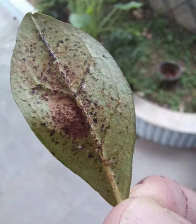 通过观察叶片背面还是比较好区分红蜘蛛和军配虫的.