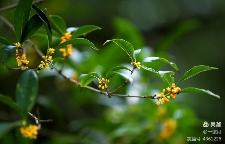 花卉摄影桂花飘香又一年