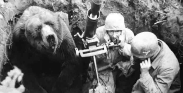 二战时期的熊战士会抽烟喝酒居然还被授予二等兵军衔