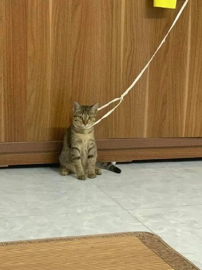 在猫咪身上套了绳子,猫咪以为自己被拴住了