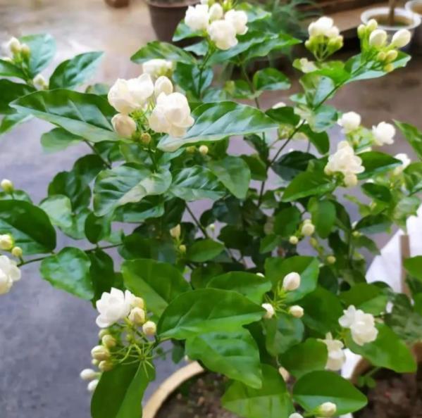 入秋以后,新手养茉莉花,学会2个小技巧,也能轻松养爆盆