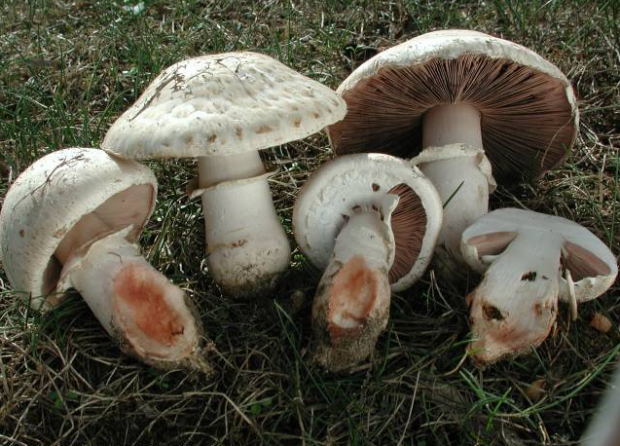 荒野维生野菜系列——粗柄蘑菇