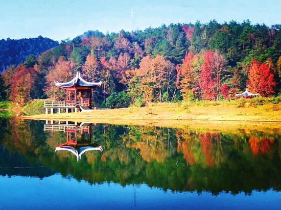 百色德保"枫景"迷人