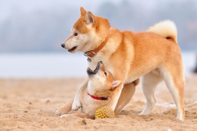 饲养柴犬后你会发现你远离电子产品的时间越来越长,因为柴犬比较喜欢