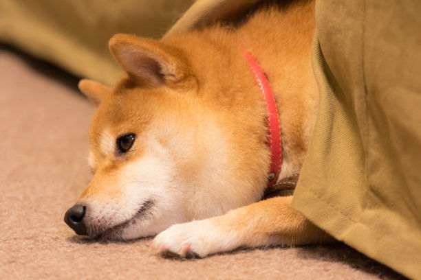 盘点柴犬的几大优点,你真的了解柴犬吗?