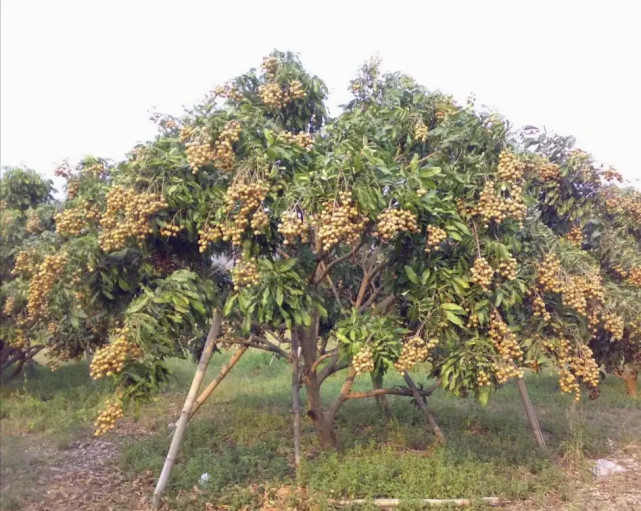 为什么农村里的龙眼树都是隔年才开花结果?主要原因有