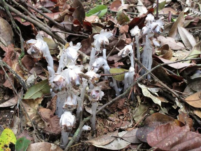 广东首次发现"幽灵之花"球果假沙晶兰