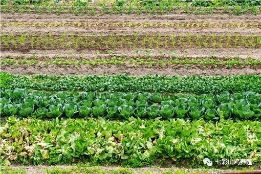 农村干什么赚钱（农村干什么赚钱最快投资小）