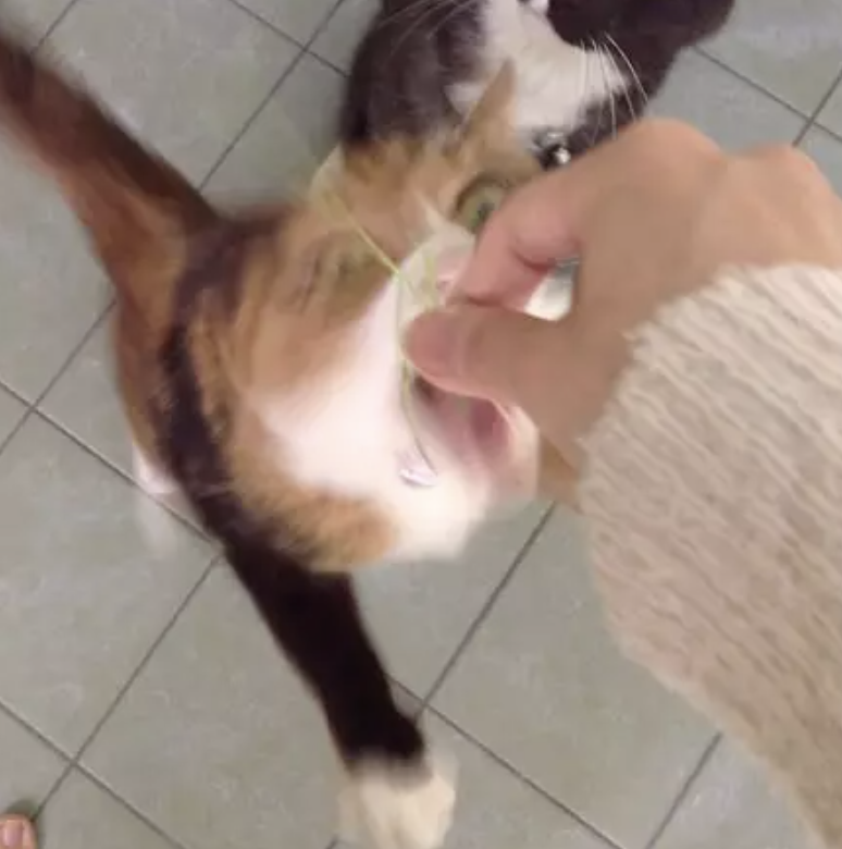 三花眼睛一亮就开始饿猫扑食喂两只猫猫吃猫草@田大diao喵星人的包袱