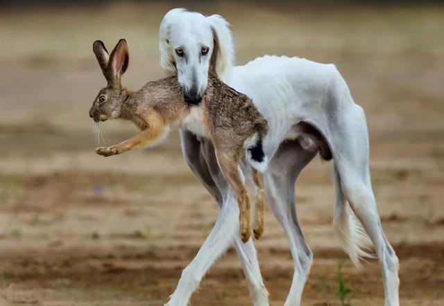 人们不愿意养细犬一般是这几个原因