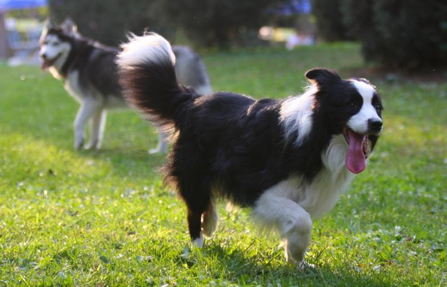 五个不养边牧犬的理由,看完你还会心动吗?