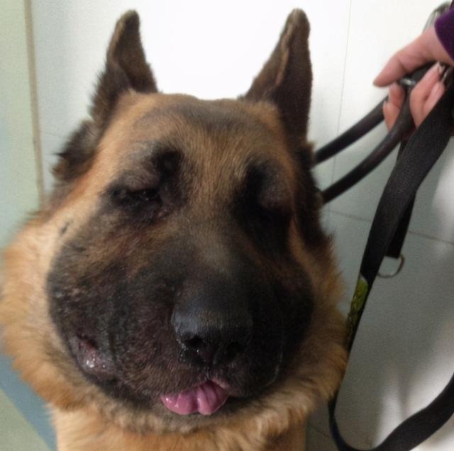 狗狗患腮腺炎的原因以及解决办法