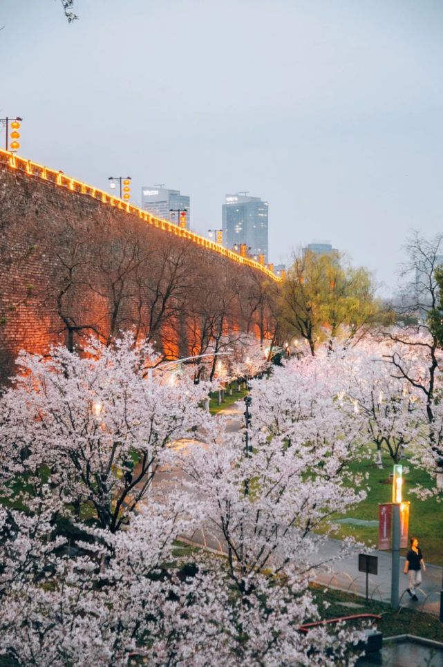 南京旅游:樱花城墙