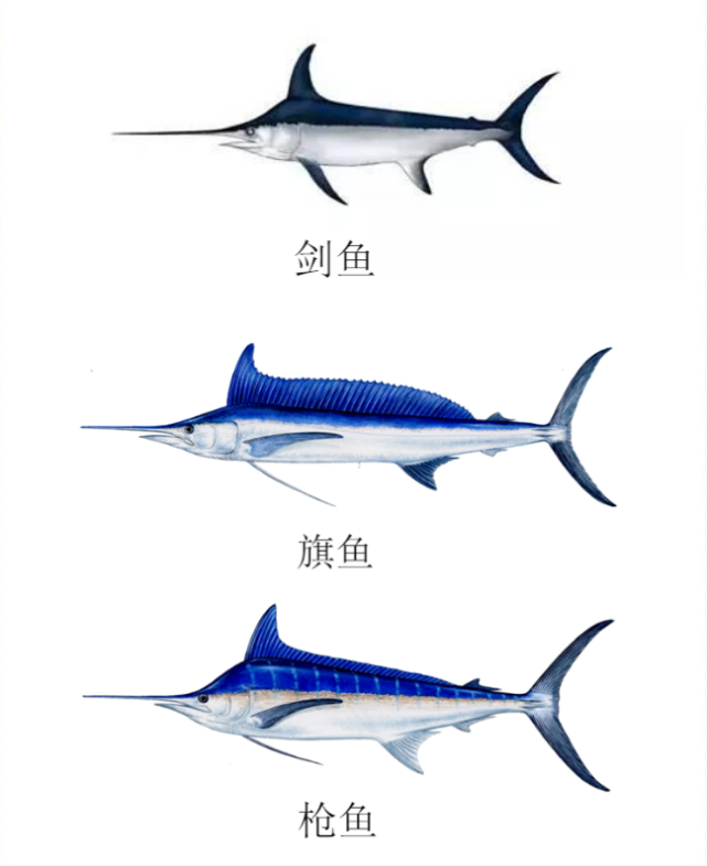 1年能长90厘米,海洋中最猛的3种鱼