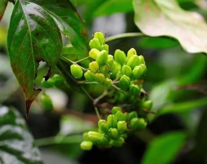 小心!深圳这些常见植物"有毒"