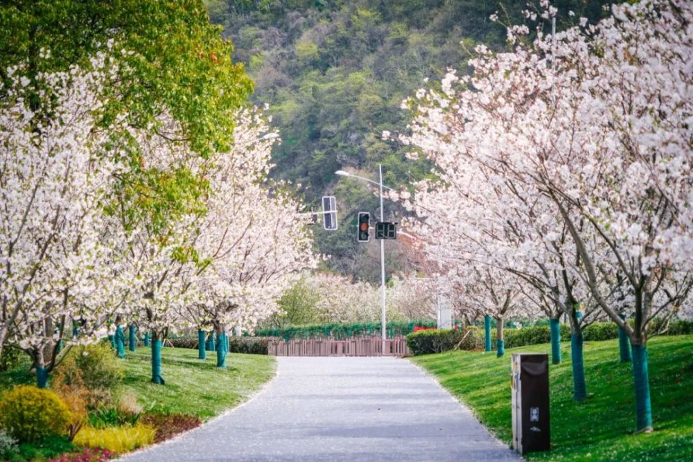 南京旅游:滨江樱花大道