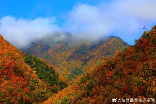 寻找陕西最美生态空间|陕西黄柏塬国家级自然保护区