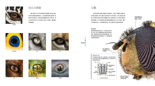 初一生物教案_初中生物教案下载_初中信息技术教案 下载