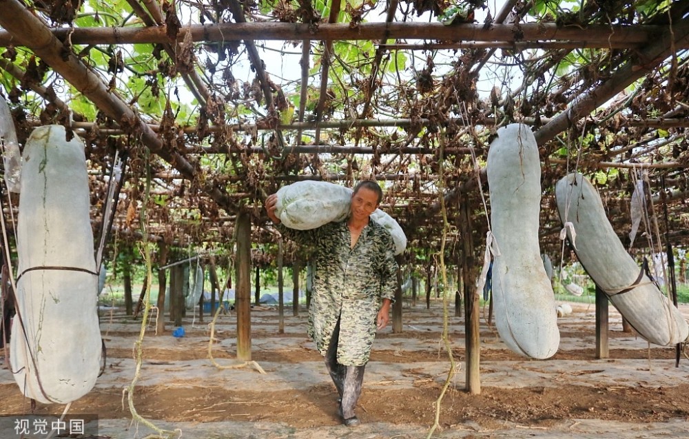 江西金溪:种植产业助增收 农民采摘巨型冬瓜
