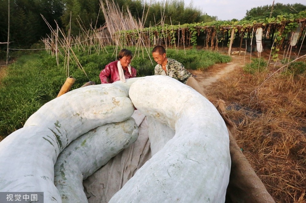 江西金溪:种植产业助增收 农民采摘巨型冬瓜