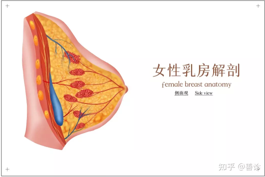 肺结节,乳腺结节,甲状腺结节,分别有什么对应症状?