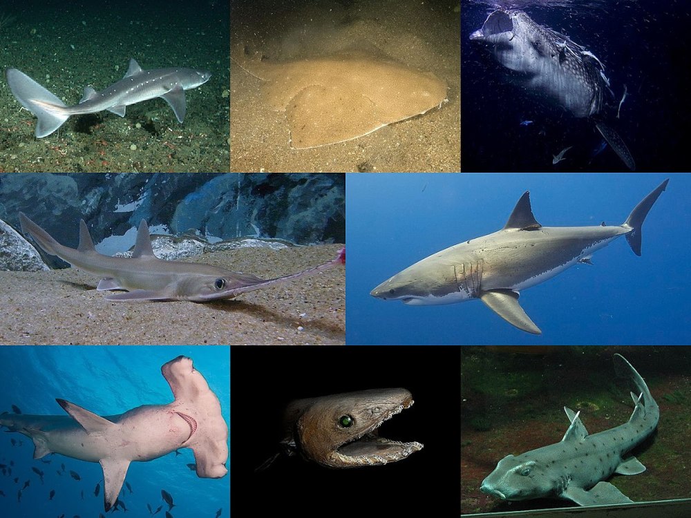 图注:不同的鲨鱼种类
