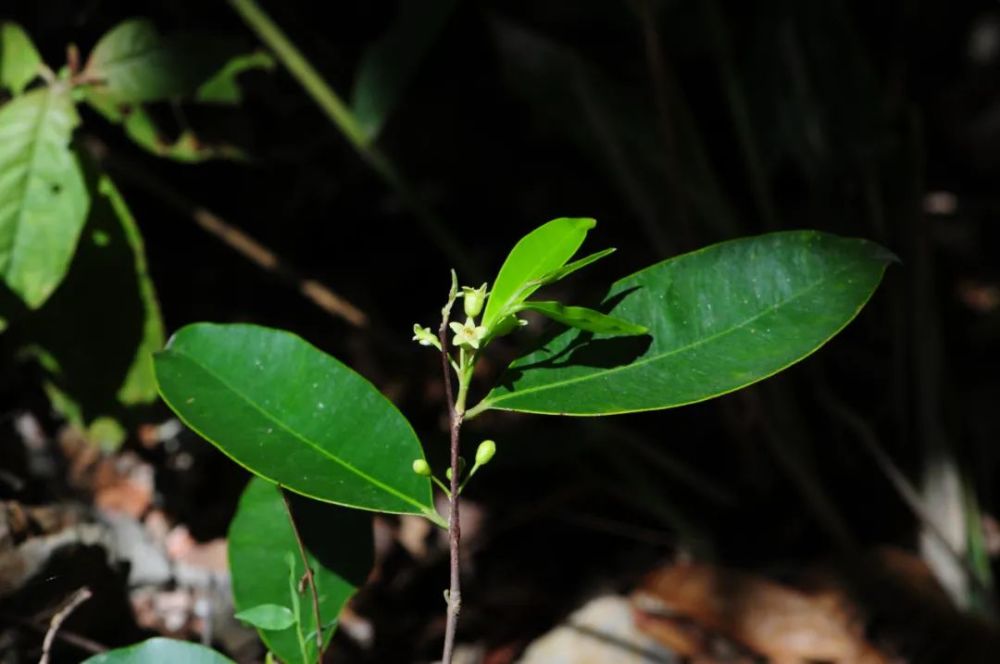 最新《国家重点保护野生植物名录》发布