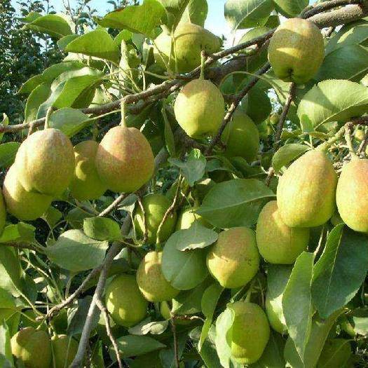 库尔勒香梨,"中华蜜梨",甜甜的营养好!